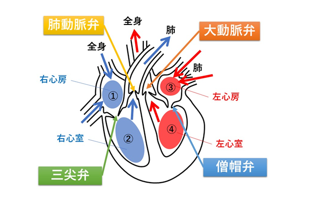心臓弁膜症とは | 久が原エキマエ内科クリニック
